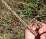 Phleum phleoides. Соплодия. Тверская обл., Калининский МО, устье р. Кава, сухой луг на склоне речной террасы. 22.09.2024.