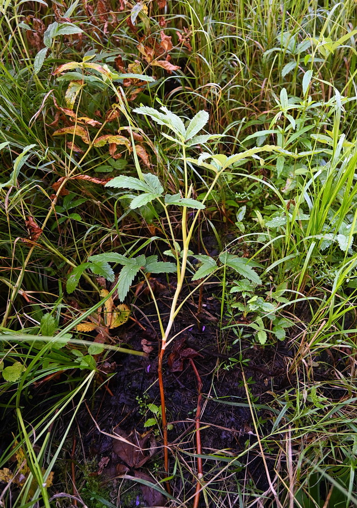 Image of Comarum palustre specimen.
