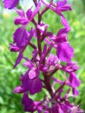 Anacamptis laxiflora подвид elegans. Часть соцветия. Крым, Байдарская долина, окр. с. Тыловое, разлив источника Биюк-Чокрак. 10.06.2010.