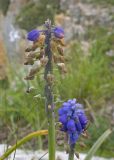 род Muscari. Отцветающие соцветия. Карачаево-Черкесия, Зеленчукский р-н, гора Джангур, ≈ 1500 м н.у.м., в расщелине известняковой скалы. 04.06.2025.