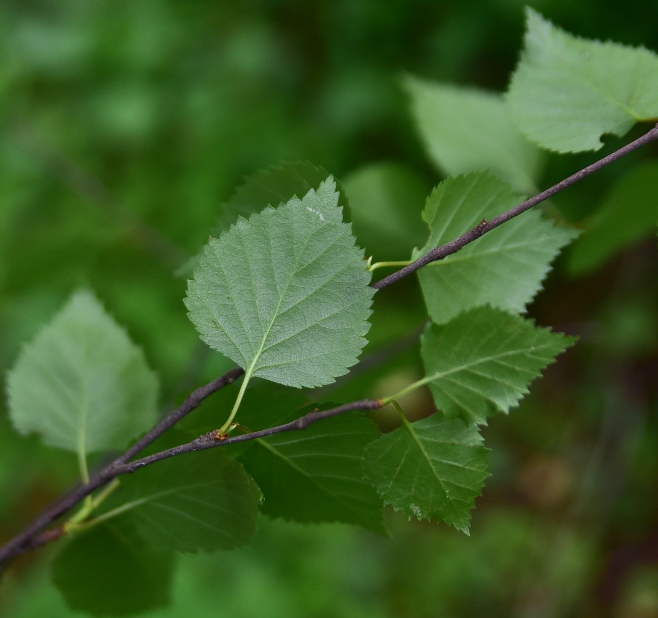 Image of genus Betula specimen.