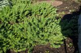 род Sedum. Вегетирующие растения. Пермь, Ленинский р-н, городская эспланада. 1 сентября 2024 г.