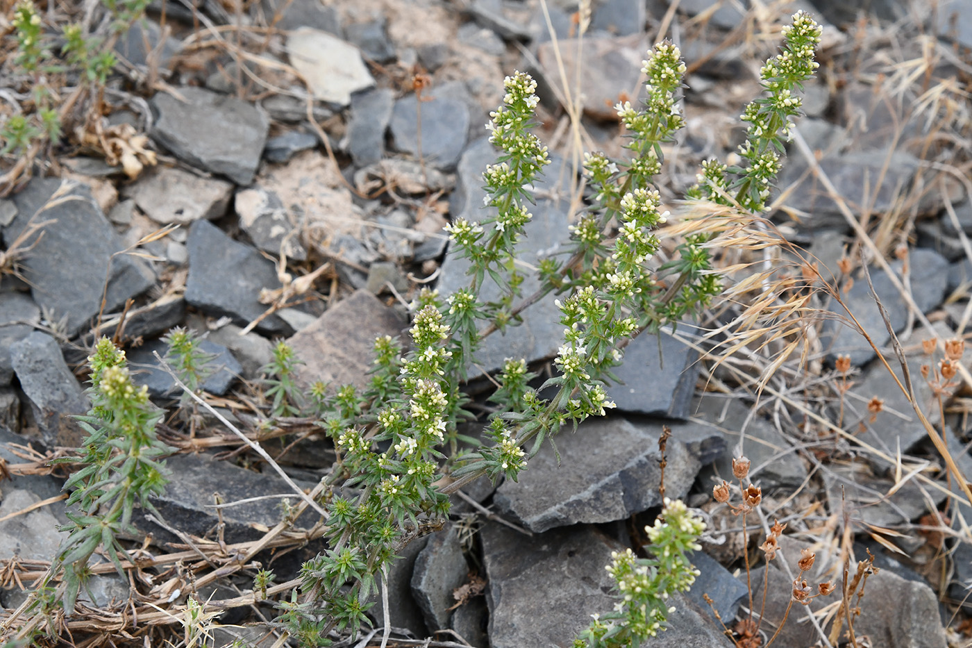 Изображение особи Galium humifusum.