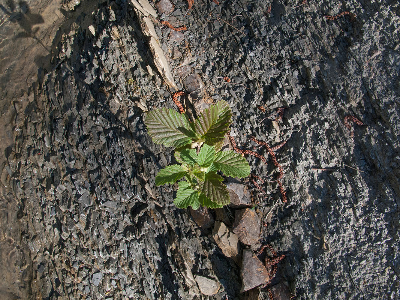Image of Alnus barbata specimen.