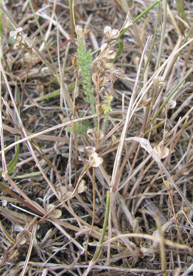 Image of Veronica verna specimen.