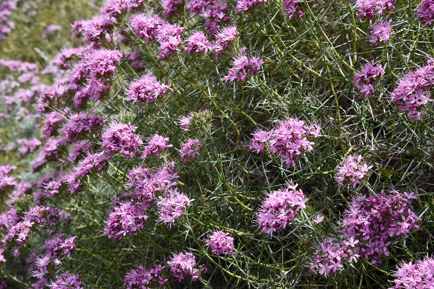 Изображение особи Acanthophyllum pungens.