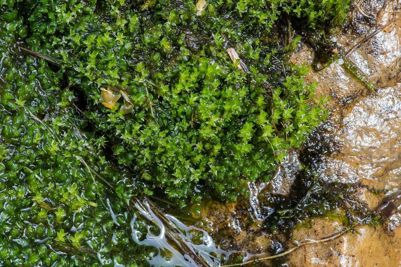 Изображение особи род Pohlia.