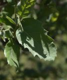 unknown species. Лист. Турция, ил Хаккяри, окр. ур. Кёпрюлю, выс. 1000 м н.у.м., роща. 25 мая 2025 г.