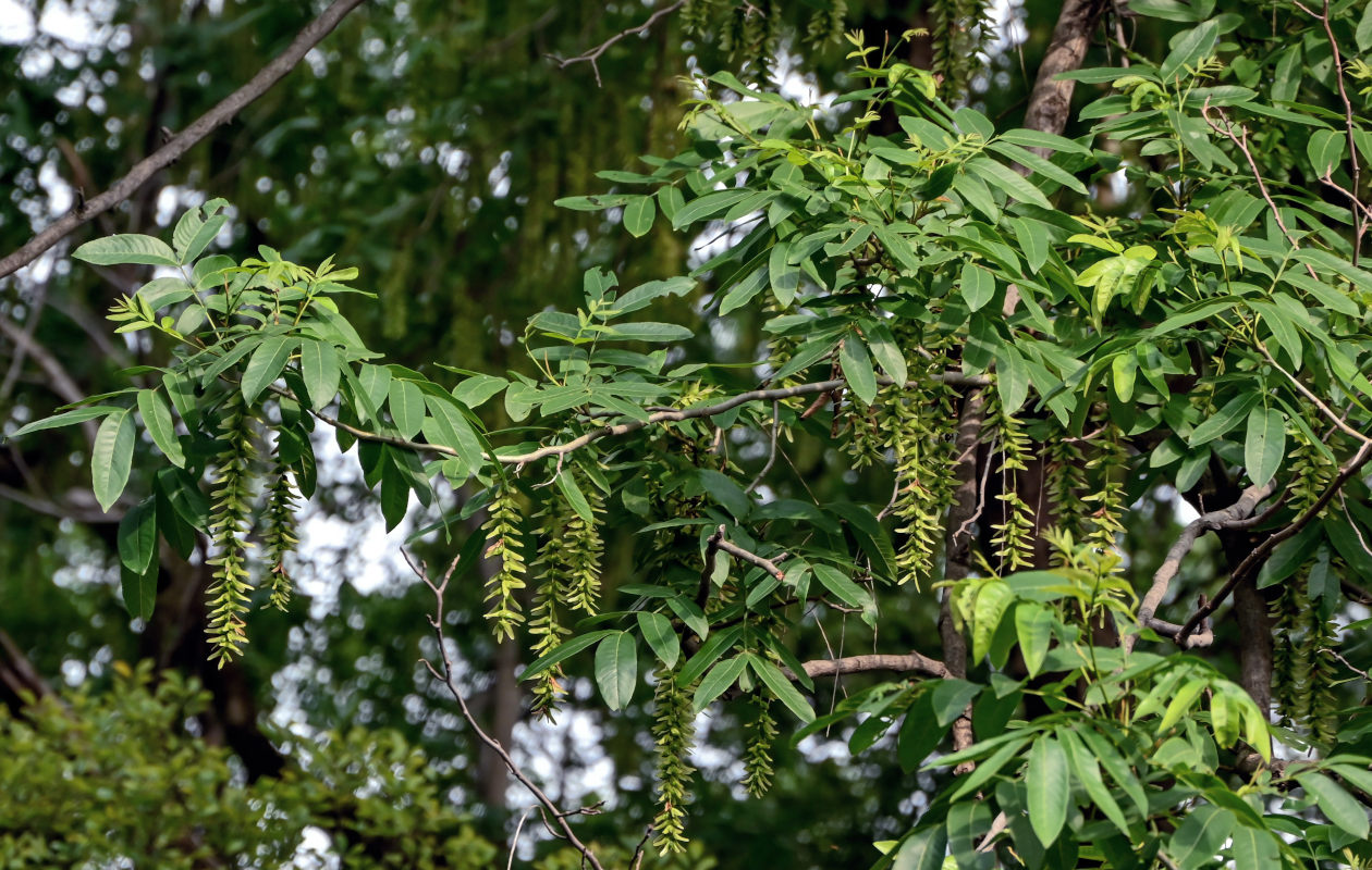 Image of Pterocarya stenoptera specimen.