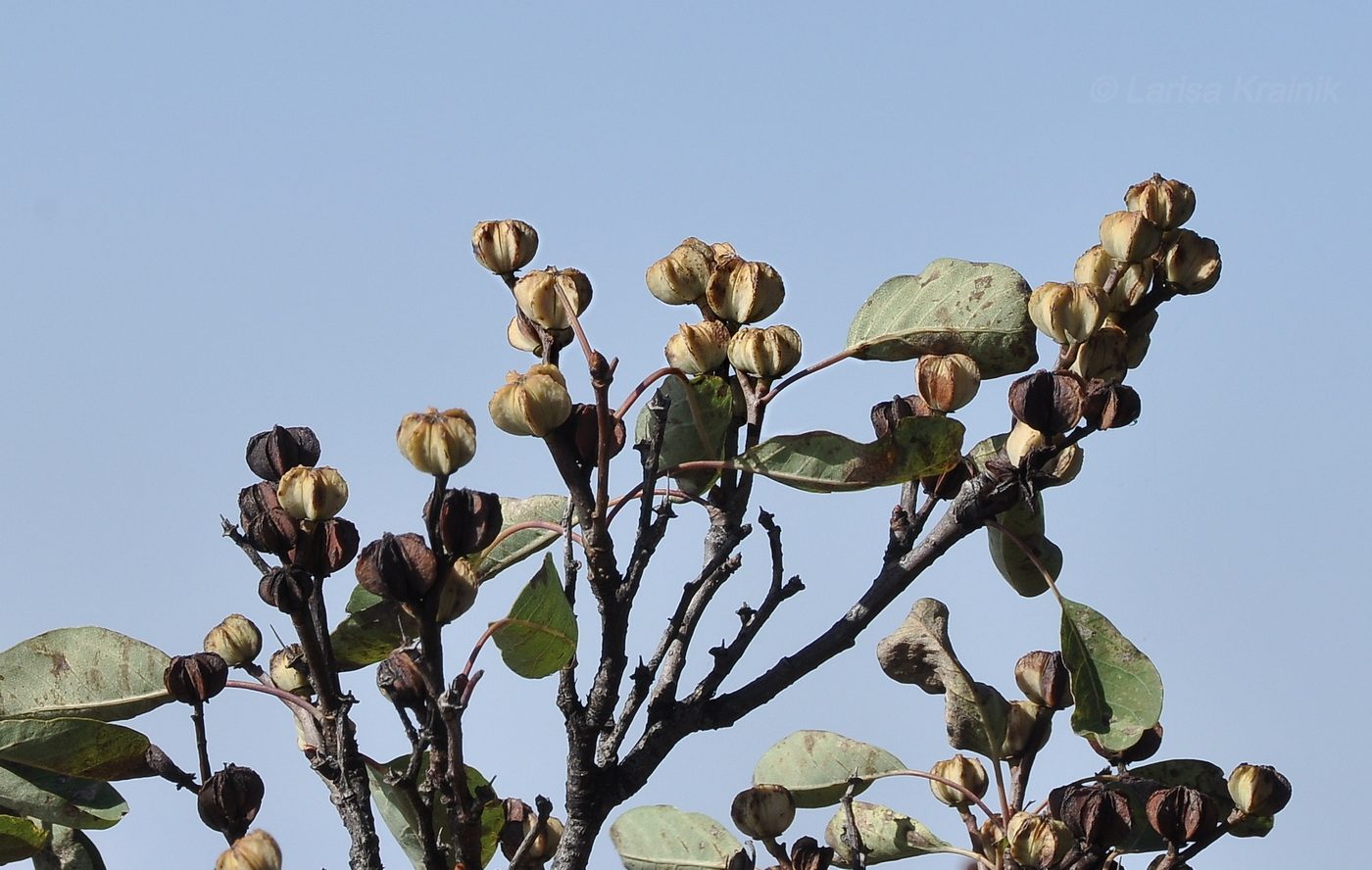 Изображение особи Exochorda racemosa.
