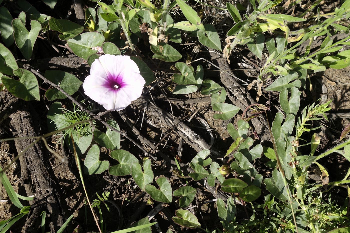 Изображение особи род Ipomoea.