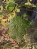 род Crataegus. Верхушка побега с почками и листом. Московская обл., ГО Подольск, мкр-н Климовск, опушка смешанного леса. 17.09.2024.