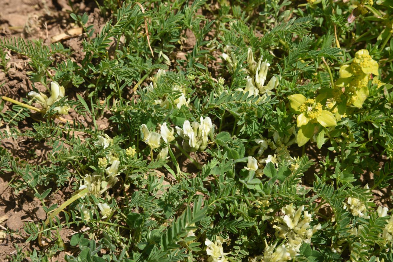 Изображение особи семейство Fabaceae.