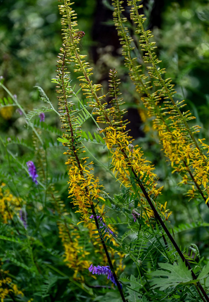 Изображение особи Ligularia przewalskii.