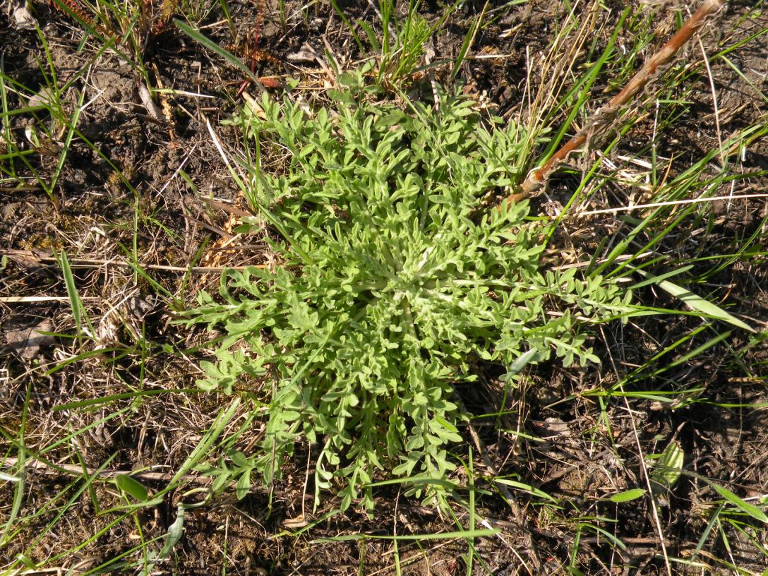 Image of genus Centaurea specimen.