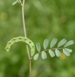 Hippocrepis bisiliqua. Часть побега с плодом. Республика Кипр, г. Лимасол, огороженный земельный участок. 03.04.2026.