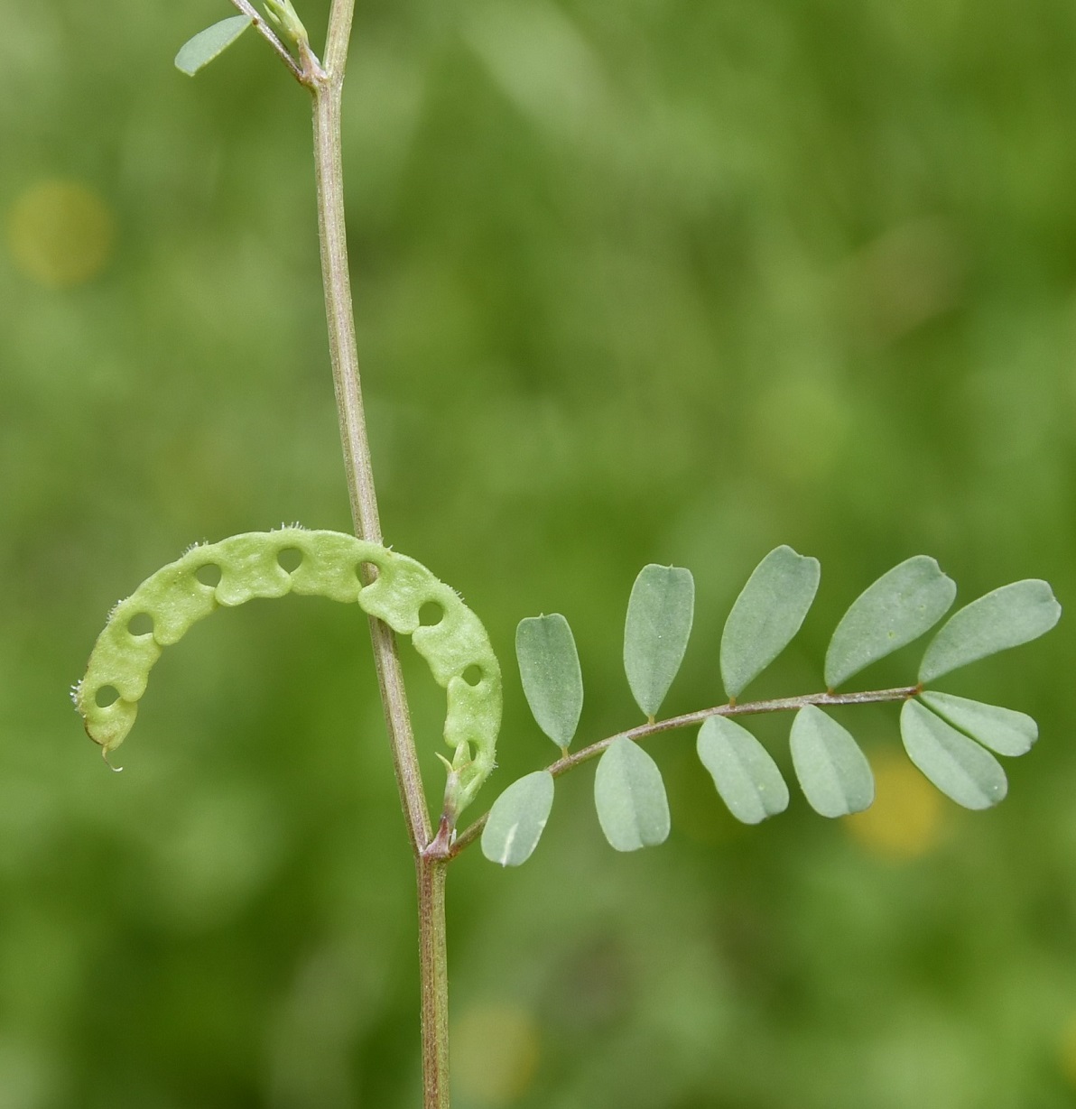 Image of Hippocrepis bisiliqua specimen.