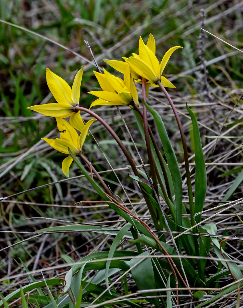 Image of Tulipa biebersteiniana specimen.