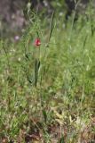 Lathyrus setifolius. Цветущее растение в сообществе с Lens orientalis. Крым, Севастополь, окр. с. Широкое, Чернореченский каньон, балка Ятлауз. 06.06.2026.