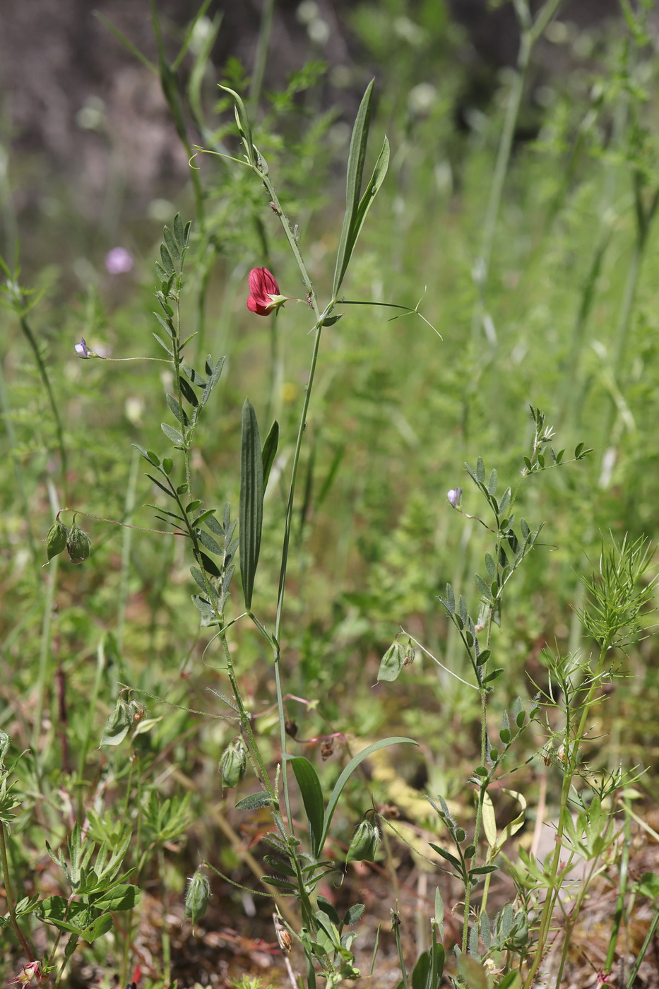 Image of Lathyrus setifolius specimen.