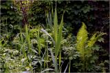Phragmites australis. Верхушки молодых растений. Московская обл., Раменский р-н, окр. дер. Хрипань, садовый участок. 03.06.2026.