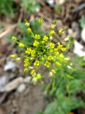Draba nemorosa. Соцветие. Хабаровский край, г. Комсомольск-на-Амуре, обочина грунтовой дороги. 25.05.2026.
