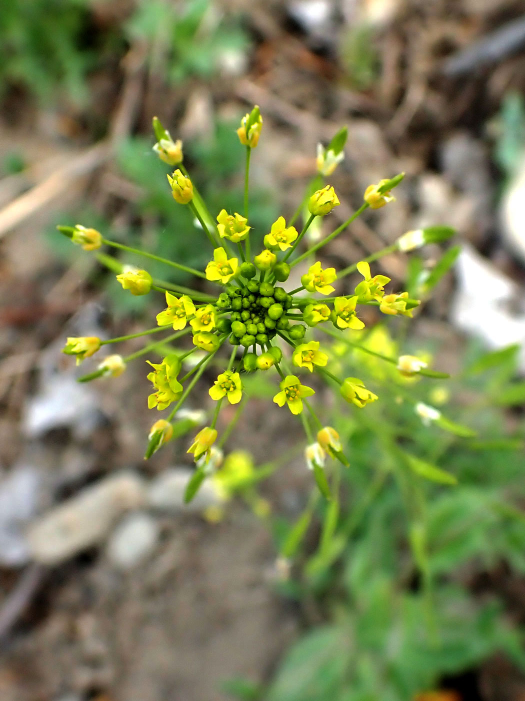 Изображение особи Draba nemorosa.