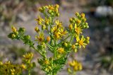 Senecio jacobaea. Верхушка побега с соцветиями. Португалия, г. Лиссабон, берег реки, у дороги. 16.06.2026.