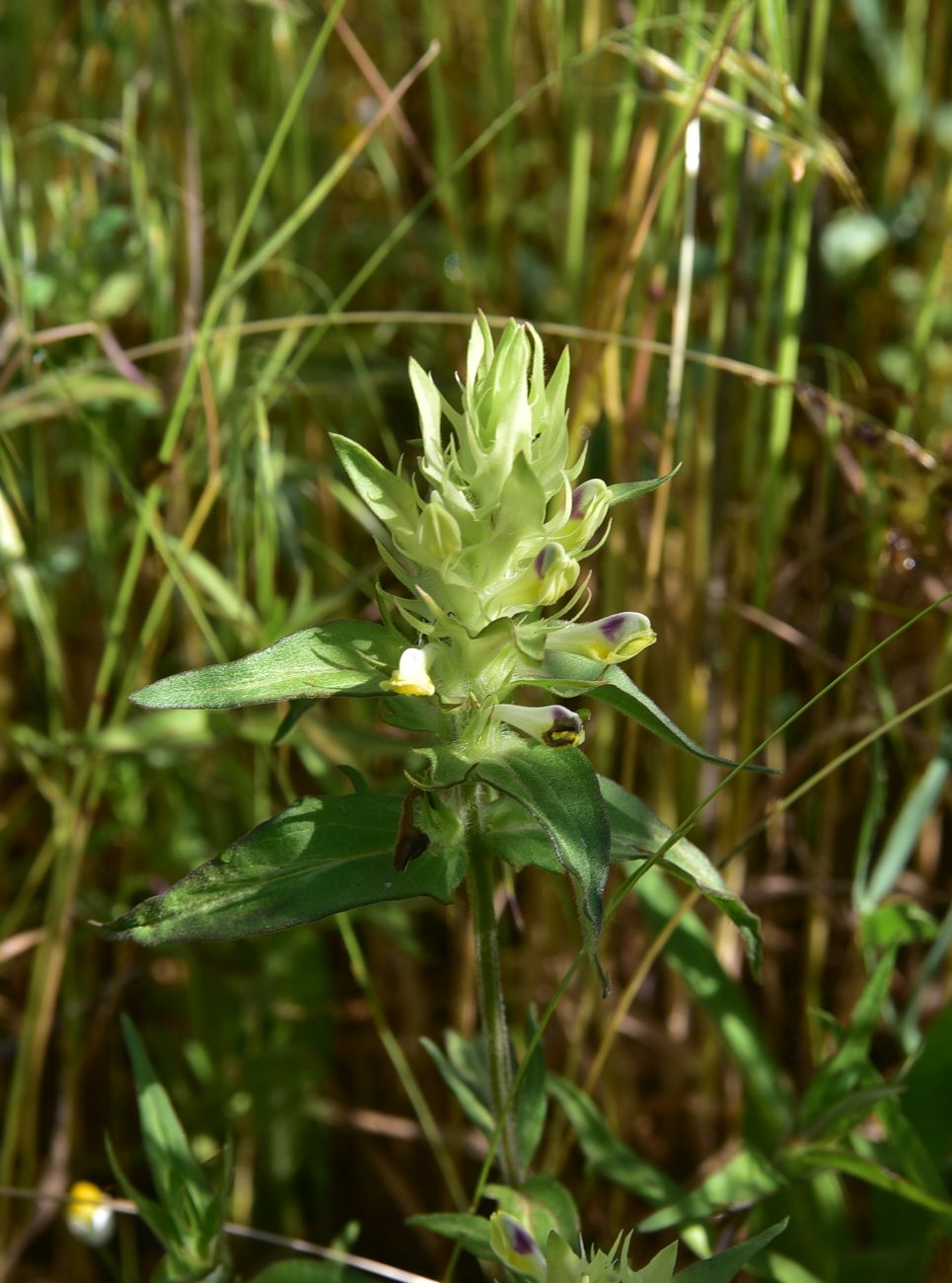 Image of genus Melampyrum specimen.