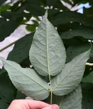 Смотреть изображение Aralia elata