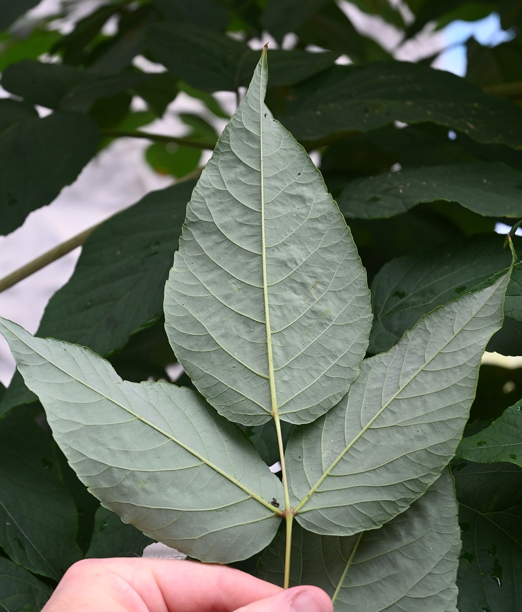 Изображение особи Aralia elata.