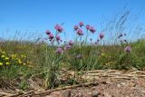 Allium schoenoprasum