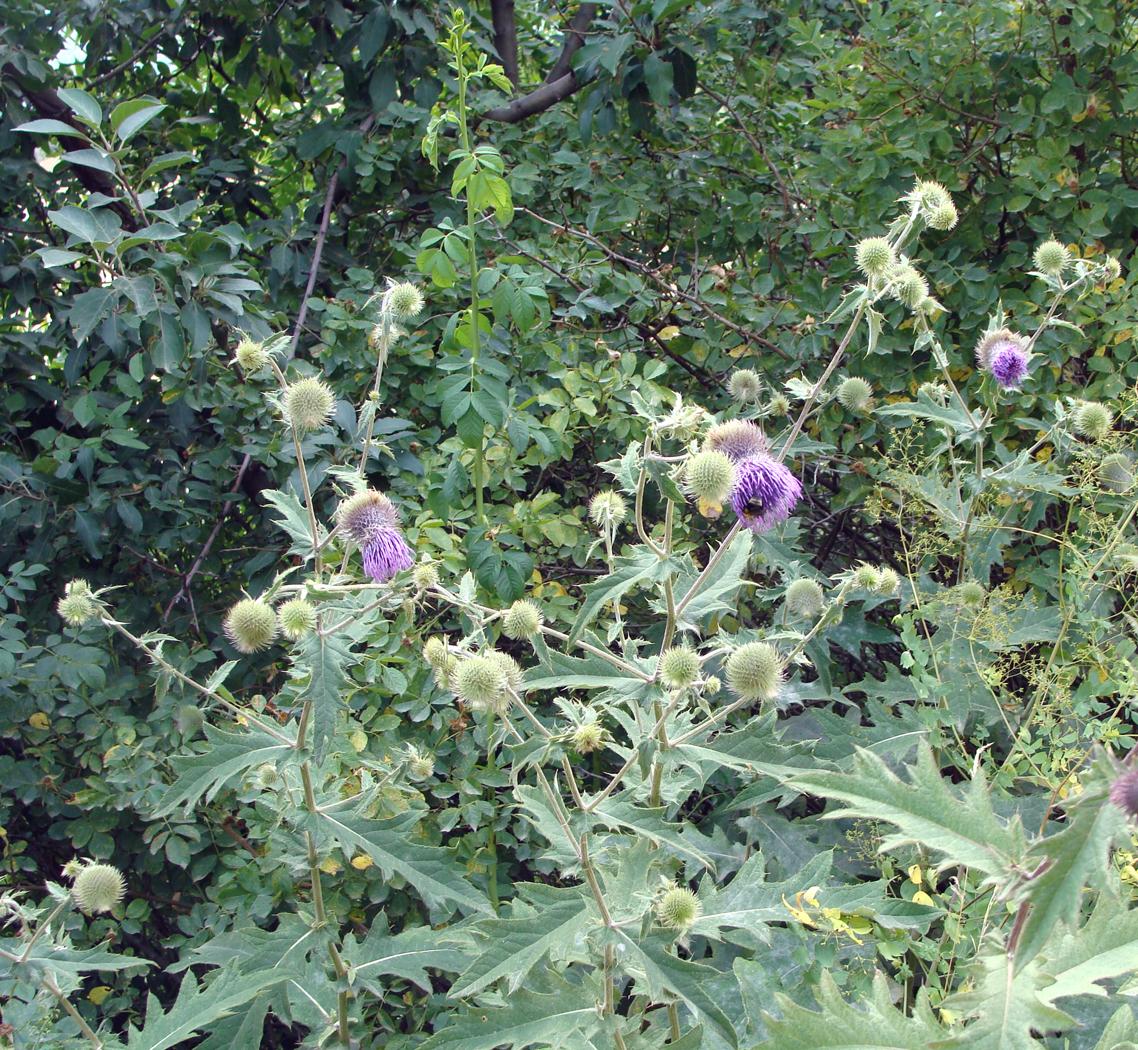 Image of genus Cirsium specimen.