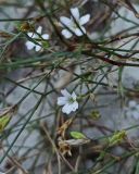 familia Caryophyllaceae. Побеги с цветком и завязавшимися плодами. Абхазия, Гулрыпшский р-н, берег р. Большая Мачара. 14.08.2024.