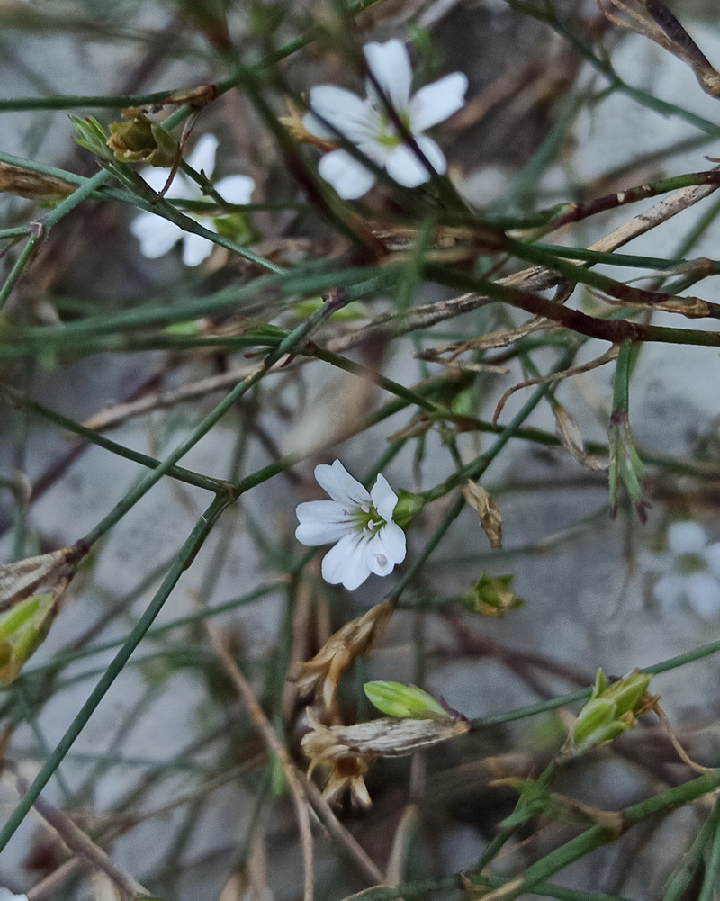 Image of familia Caryophyllaceae specimen.
