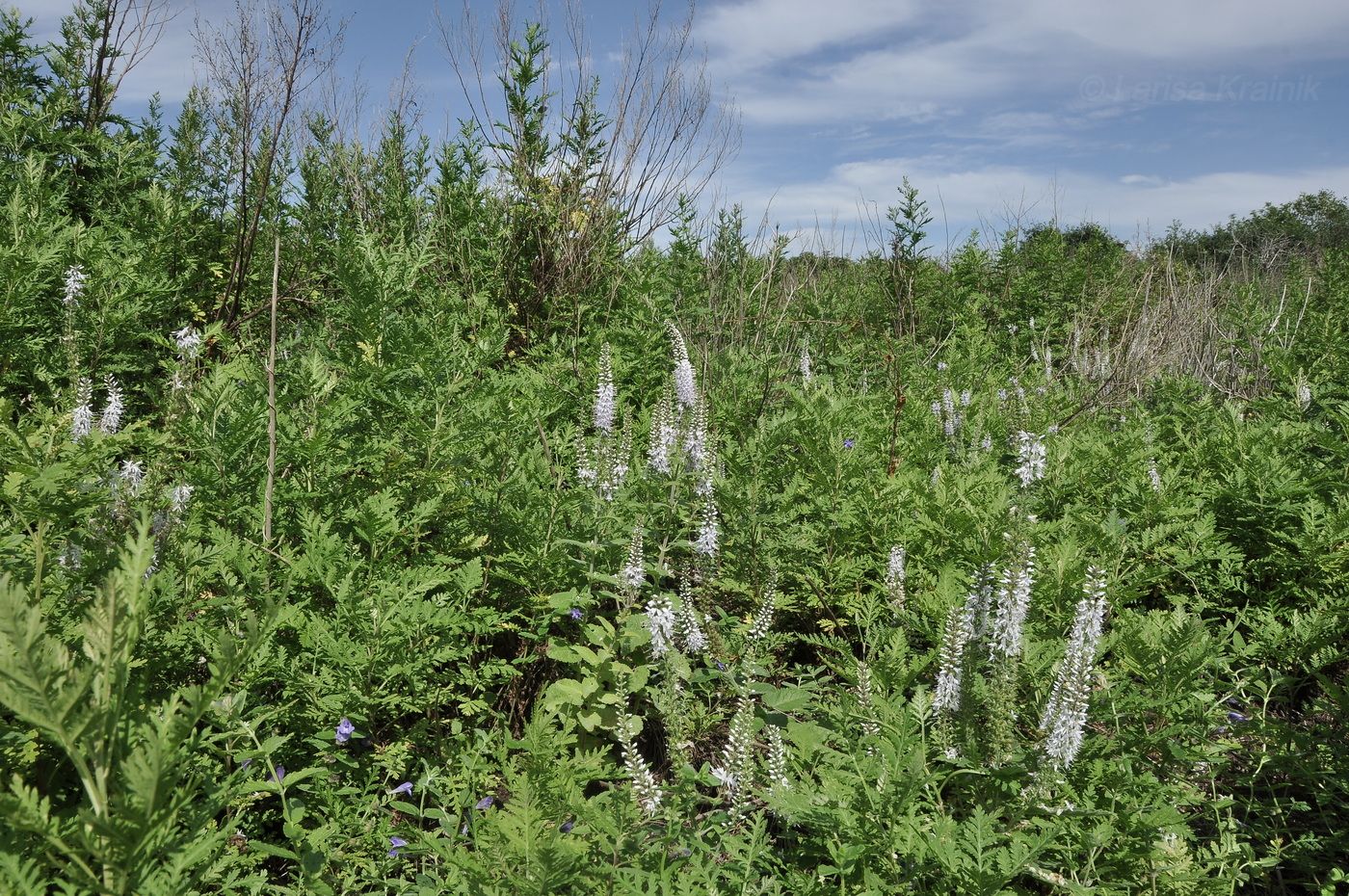 Image of Veronica daurica specimen.