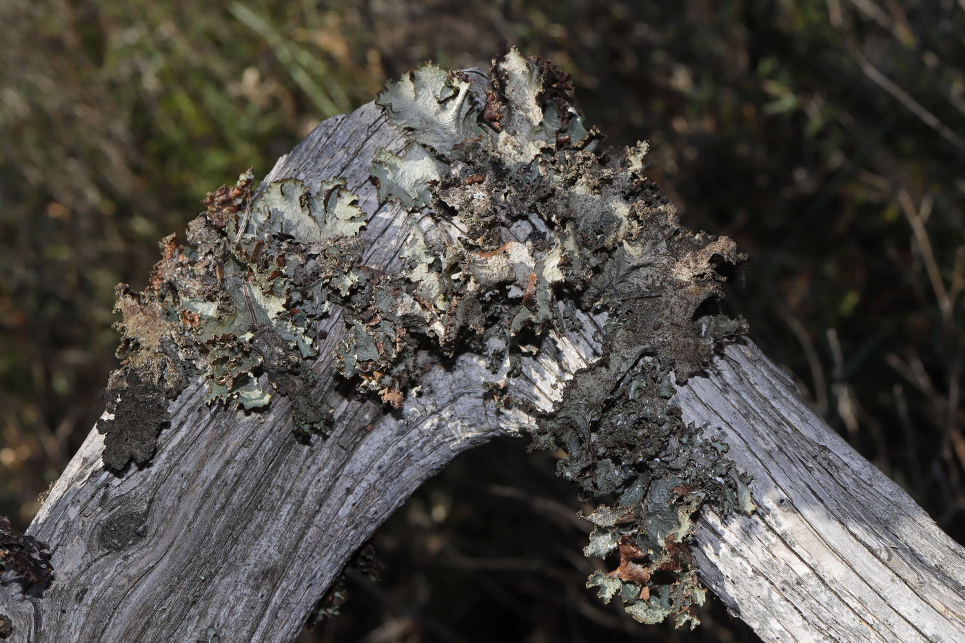 Image of Platismatia glauca specimen.