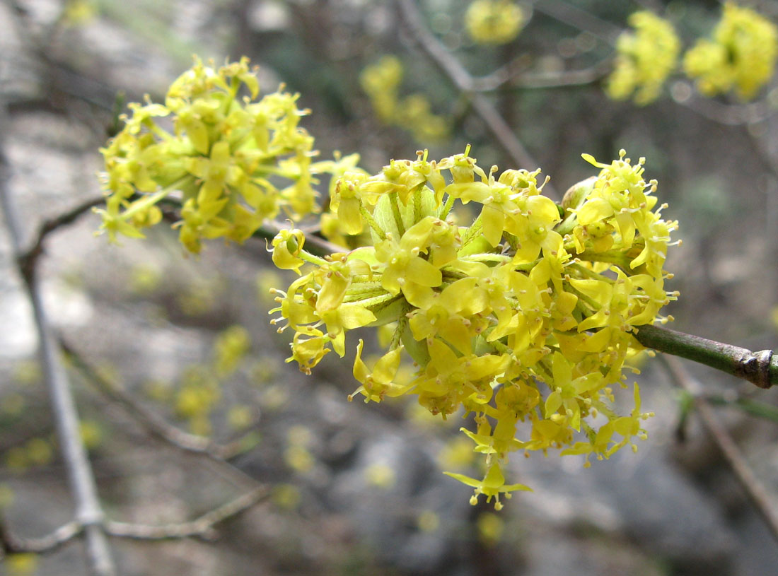 Image of Cornus mas specimen.