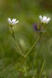 Cerastium purpurascens. Верхушка цветущего растения. Карачаево-Черкесия, Карачаевский р-н, правый борт ущелья Кичкинекол, дол. р. Таллычат, \"Поляна крокусов\", ≈ 2810 м н.у.м, каменистый альпийский луг. 13.08.2026.