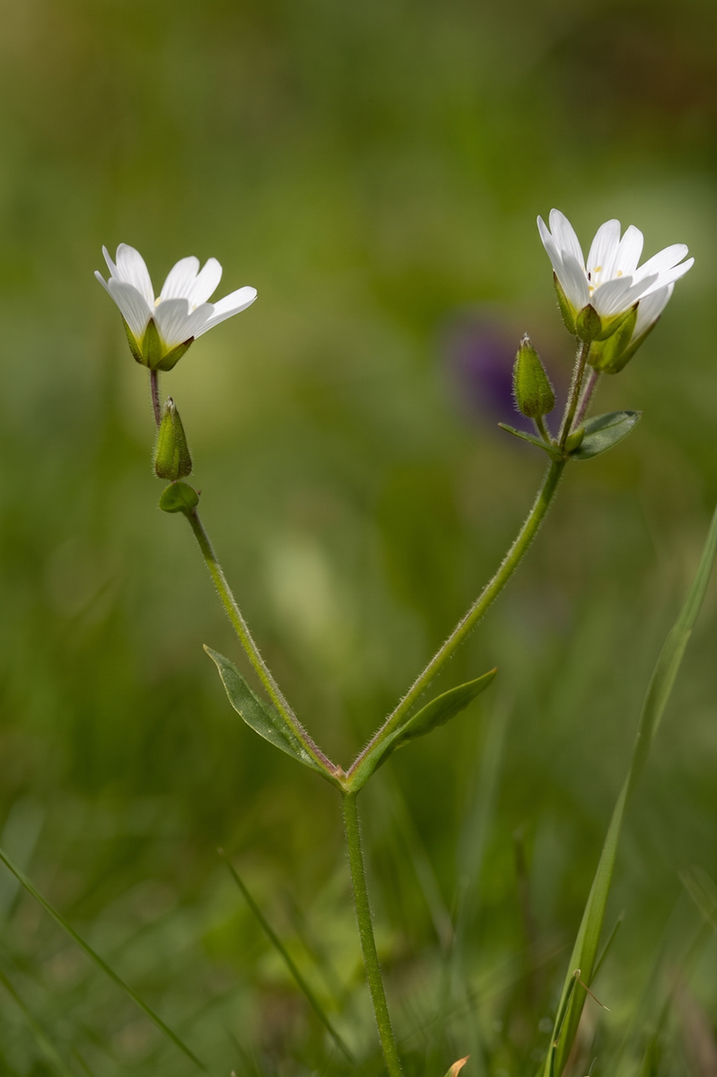 Изображение особи Cerastium purpurascens.