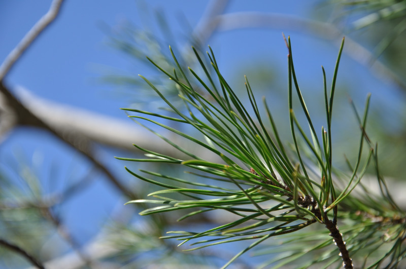 Image of Pinus pinea specimen.