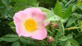 genus Rosa