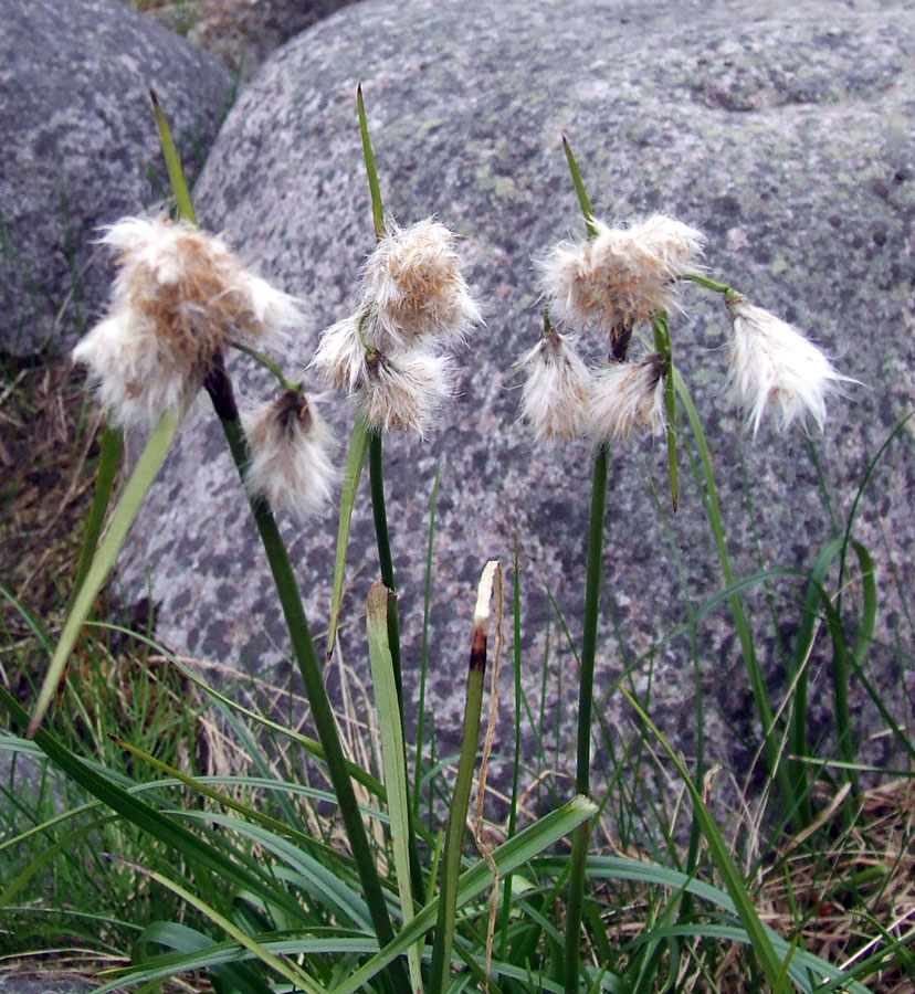 Image of Eriophorum angustifolium specimen.