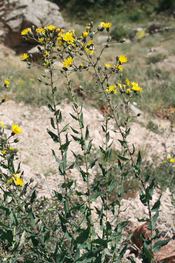 Изображение особи Hieracium virosum.
