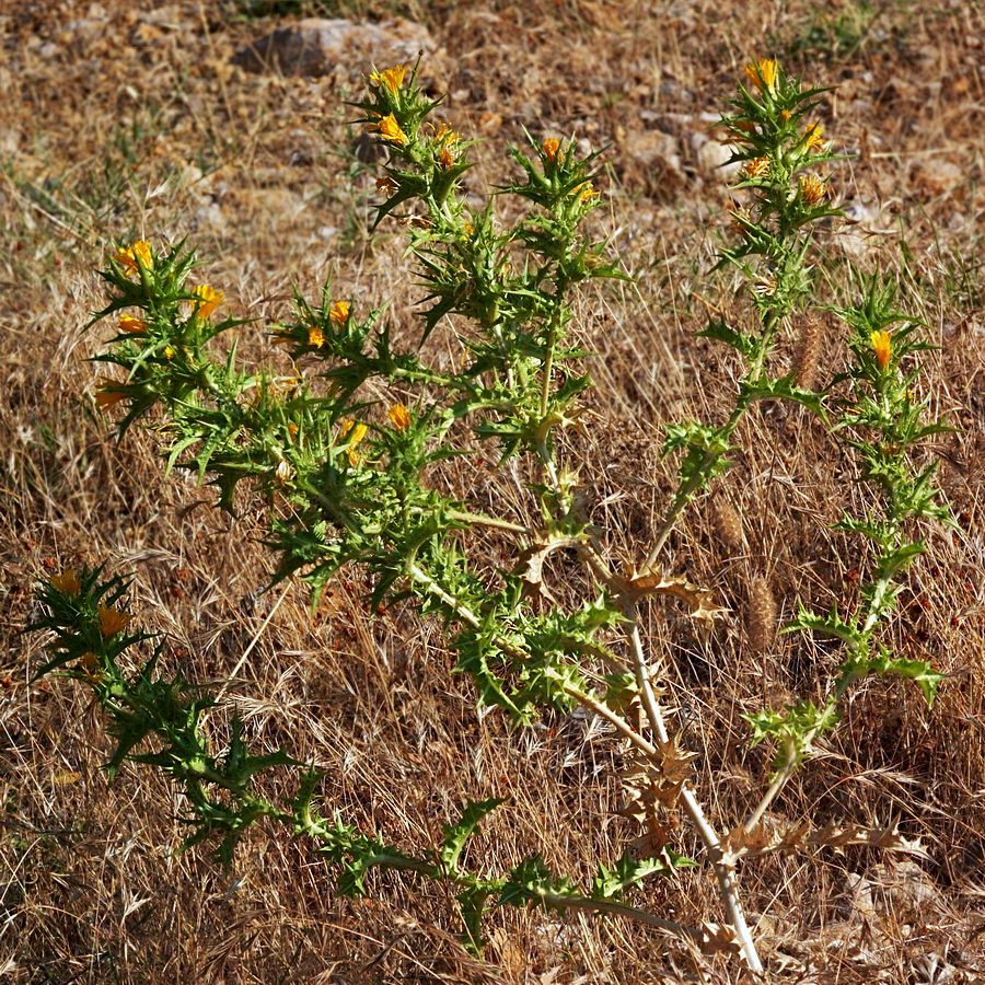 Изображение особи Scolymus hispanicus.