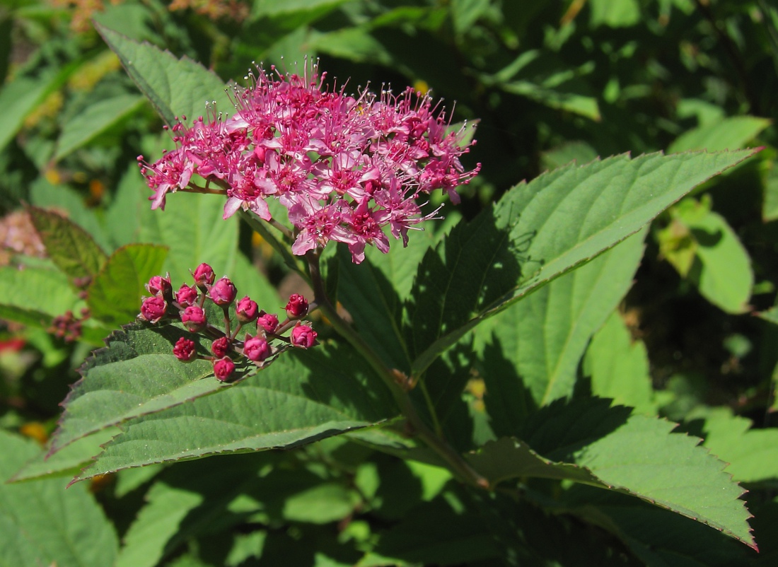 Изображение особи Spiraea japonica.