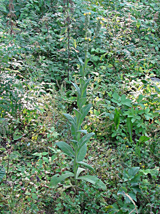 Image of Verbascum &times; semialbum specimen.