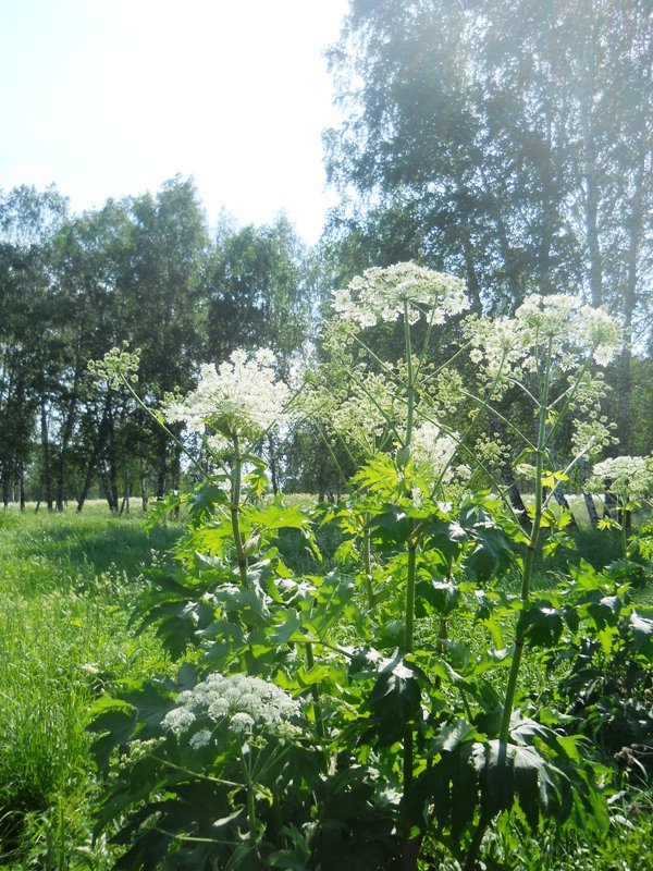 Image of Heracleum dissectum specimen.