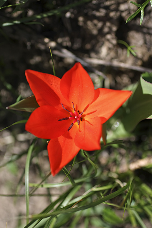 Изображение особи Tulipa praestans.