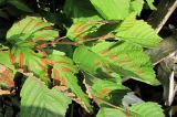 Alnus incana